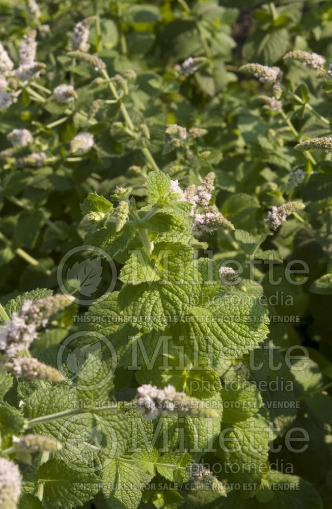 Mentha rotundifolia (False Applemint - herbe) 1