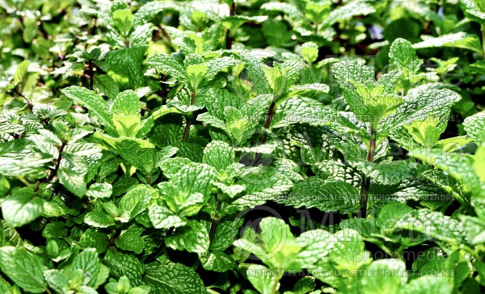 Mentha spicata (Spear Mint, Spearmint, garden mint, common mint - herbe) 14
