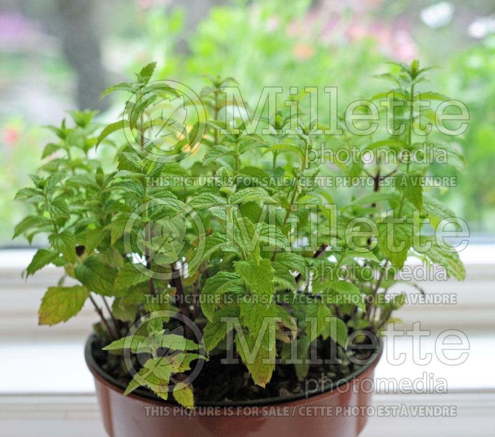 Mentha spicata (Spear Mint, Spearmint, garden mint, common mint - herbe) 15