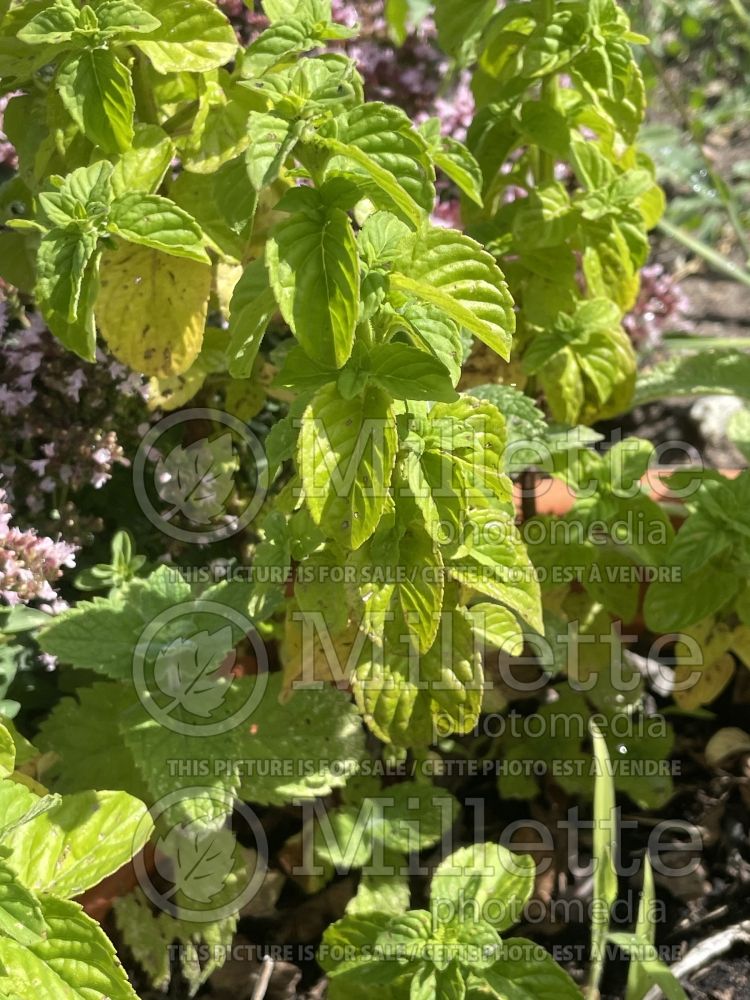 Mentha Apple Mint (Mint herb) 1