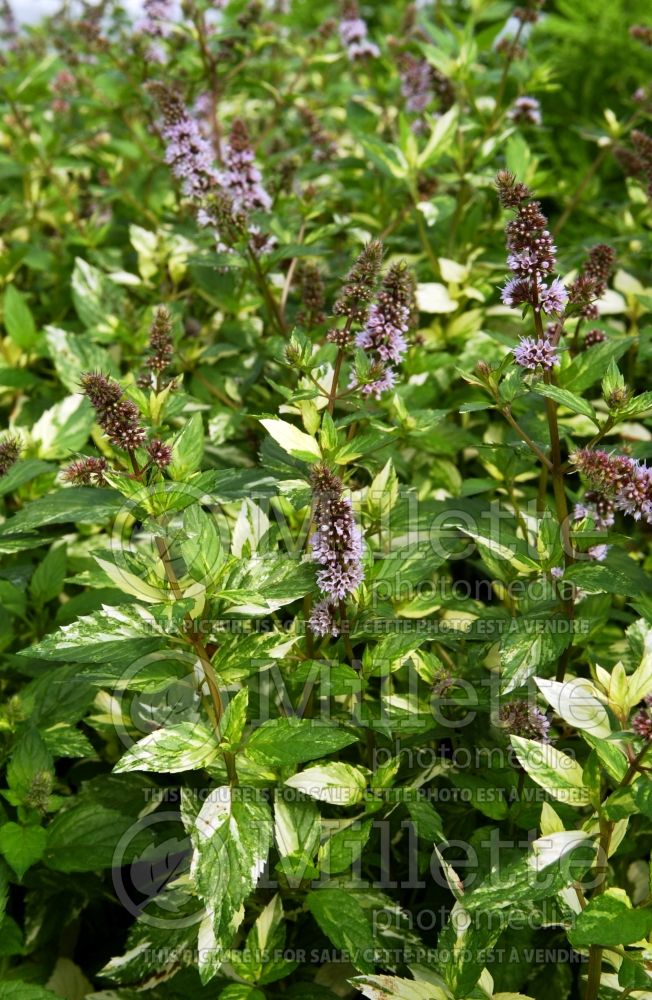 Mentha Variegata (Pineapple Mint herb) 2