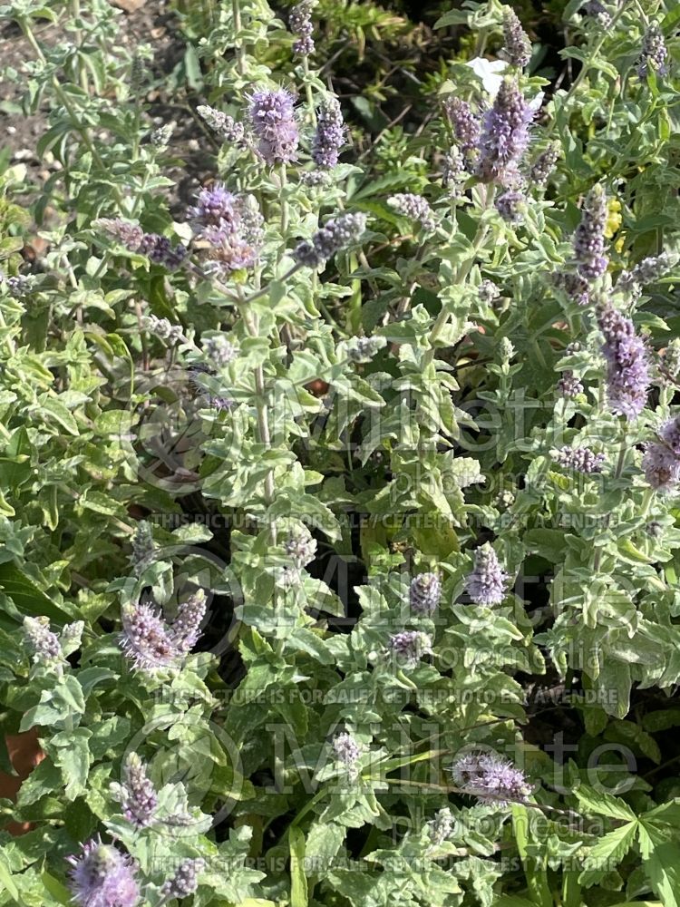 Mentha tomentosa (Mint herb) 1