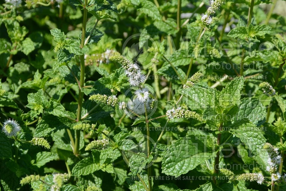 Mentha Mojito (Mint herb) 2