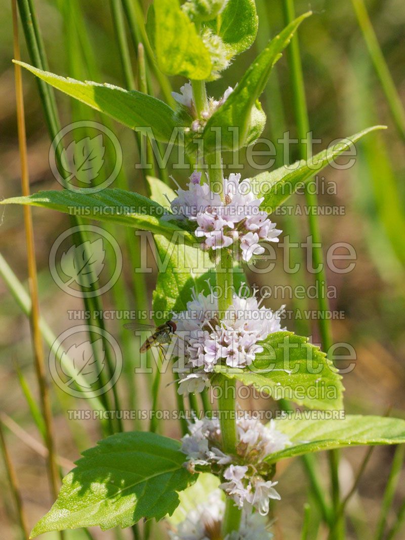 Mentha arvensis (Field Mint)  3