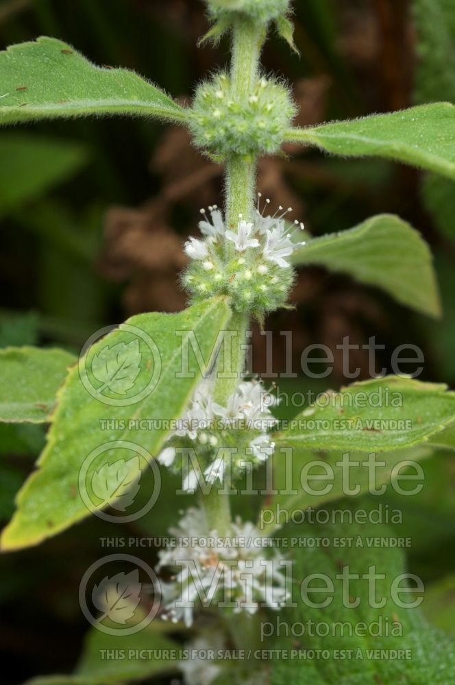 Mentha arvensis (Field Mint)  1