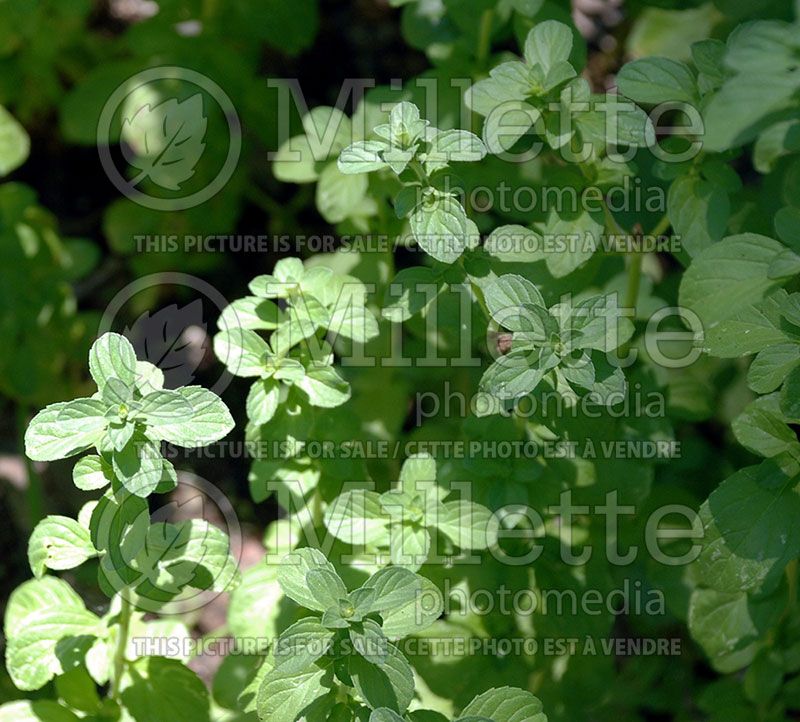 Mentha arvensis (Field Mint)  2