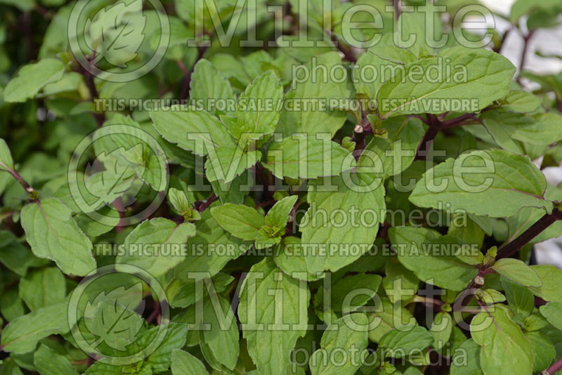 Mentha Thai (Peppermint) 1 