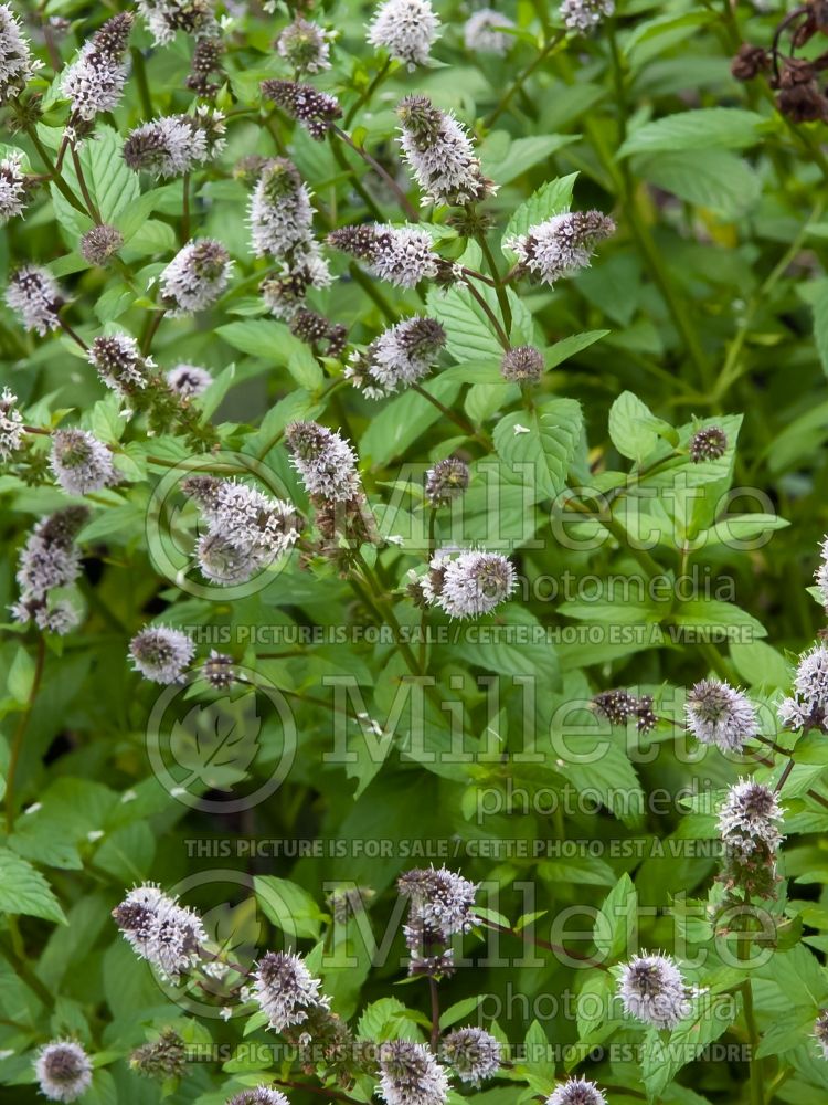Mentha piperita (Peppermint - herb) 6