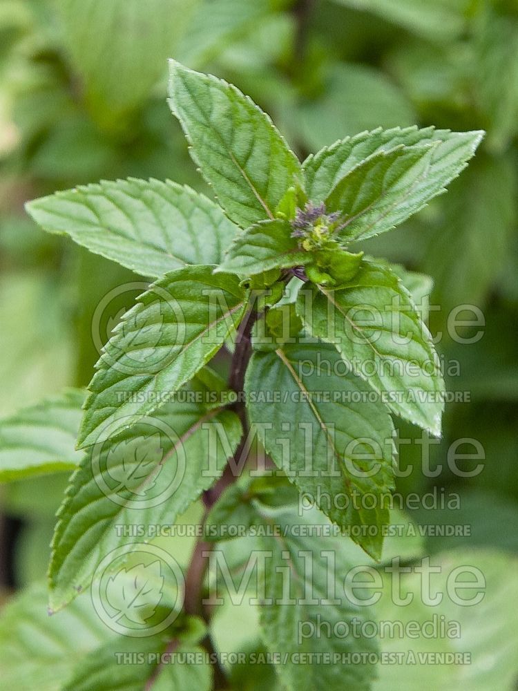 Mentha piperita (Peppermint - herb) 7