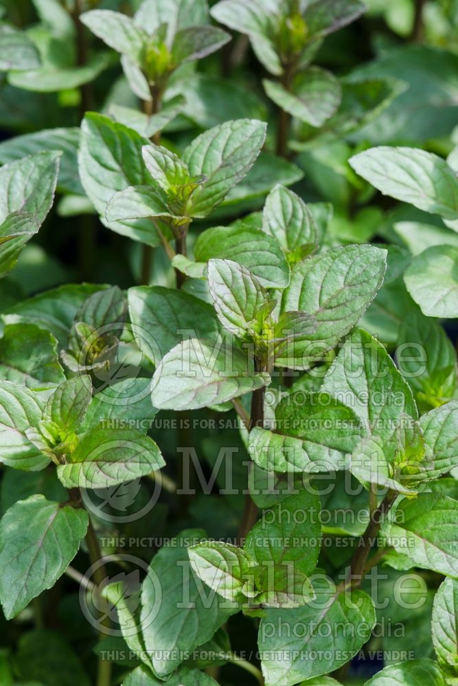 Mentha piperita (Peppermint herb) 2