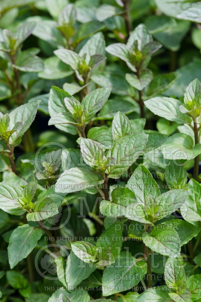 Mentha piperita (Peppermint herb) 3