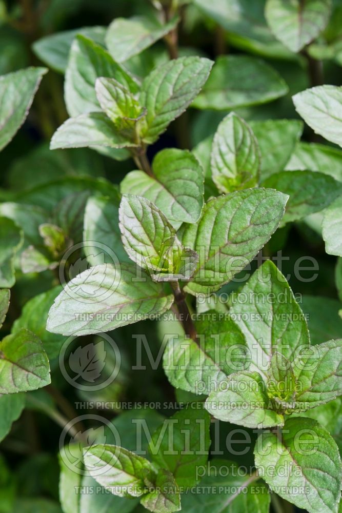 Mentha piperita (Peppermint - herb) 4