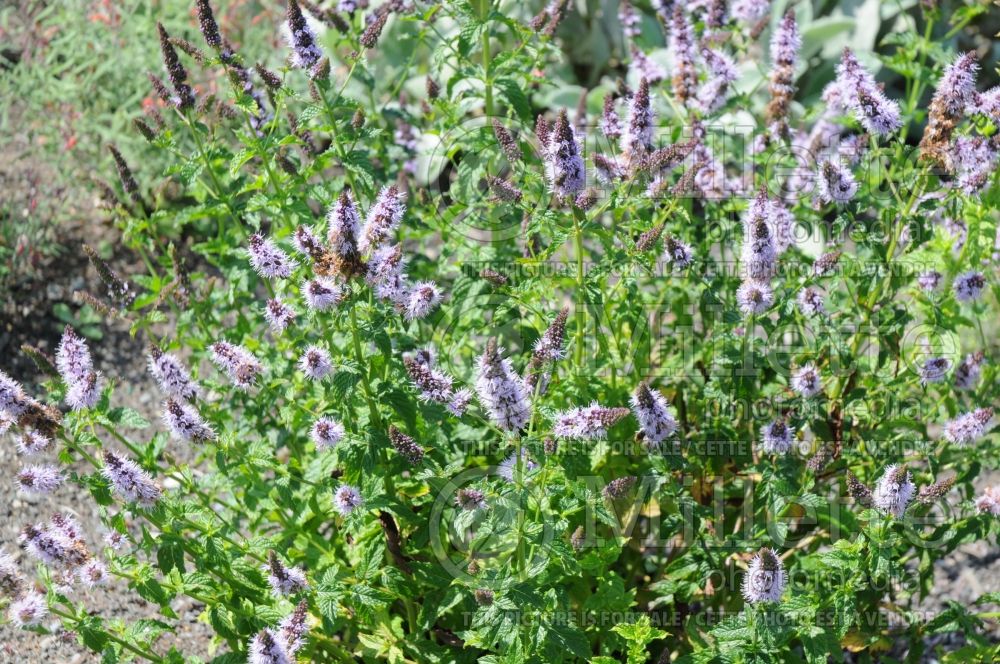 Mentha piperita (Peppermint - herb) 5