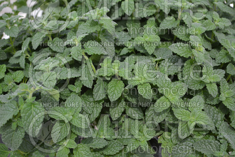 Mentha Strawberry (Peppermint) 1 