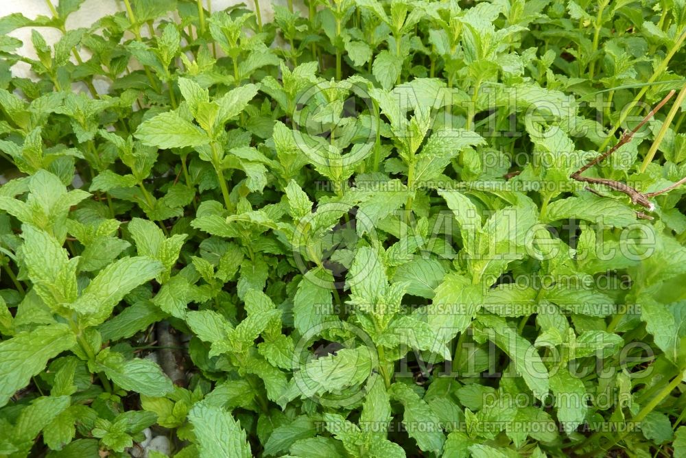 Mentha spicata (Spear Mint, Spearmint, garden mint, common mint - herbe) 11