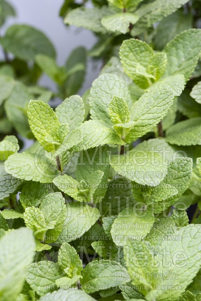 Mentha Ingauno (Spear Mint, Spearmint, garden mint, common mint herb) 1