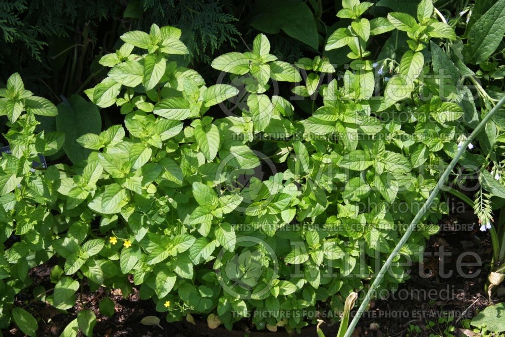 Mentha Kentucky Colonel (Spear Mint, Spearmint, garden mint, common mint - herbe) 1
