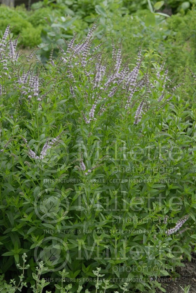 Mentha spicata (Spear Mint or Spearmint herb) 1