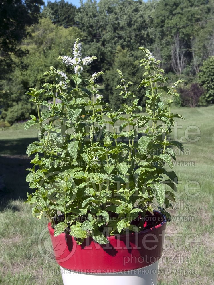 Mentha spicata (Spear Mint, Spearmint, garden mint, common mint - herbe) 12