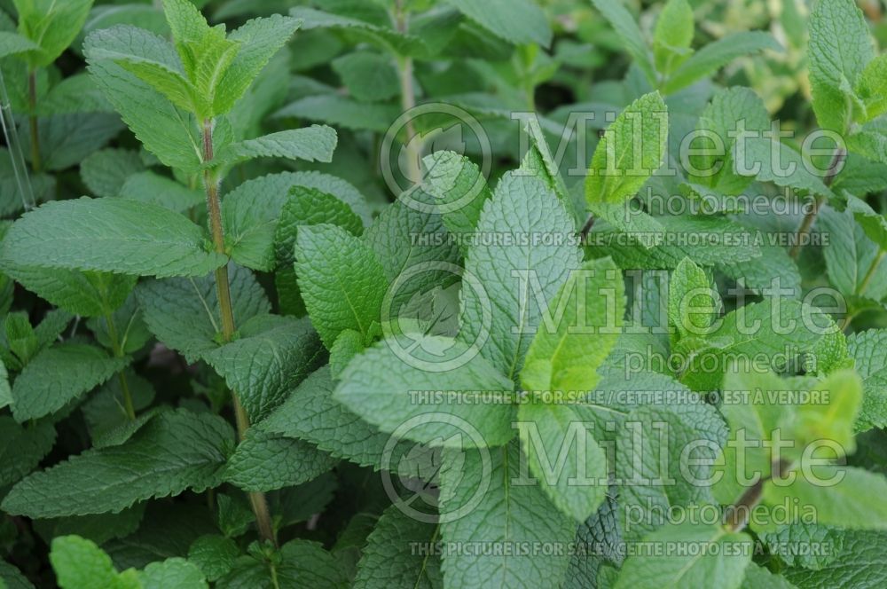 Mentha spicata (Spear Mint, Spearmint, garden mint, common mint - herbe) 13