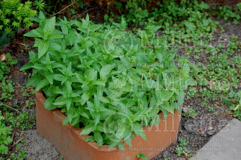 Mentha spicata (Spear Mint, Spearmint, garden mint, common mint - herbe) 10