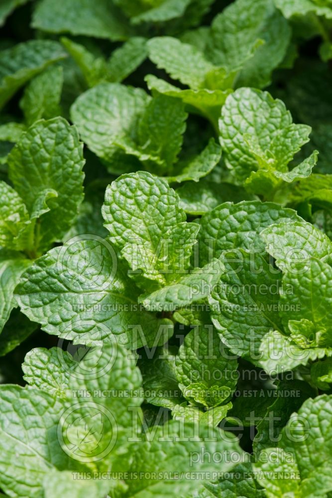 Mentha spicata (Spear Mint, Spearmint, garden mint, common mint herb) 6
