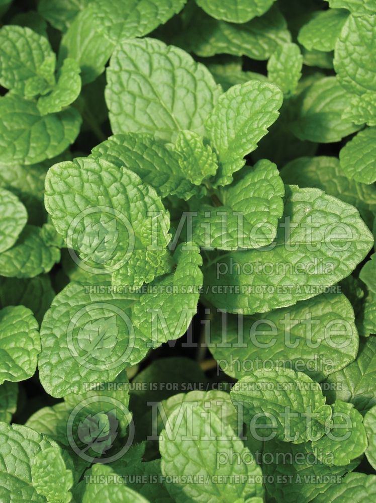 Mentha spicata (Spear Mint, Spearmint, garden mint, common mint herb) 4