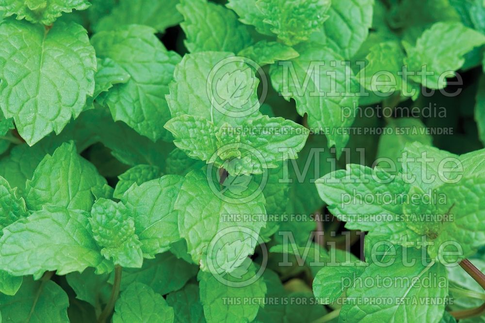 Mentha spicata (Spear Mint, Spearmint, garden mint, common mint herb) 3