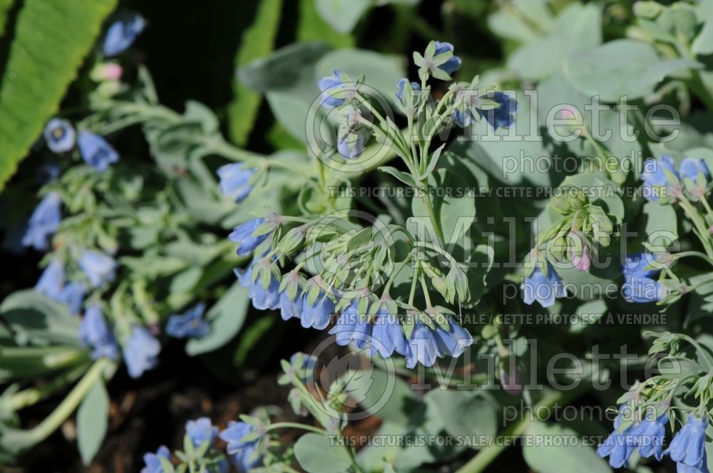 Mertensia maritima (Bluebell) 3