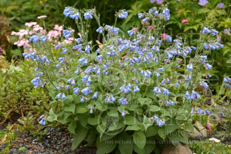 Mertensia maritima (Bluebell) 2