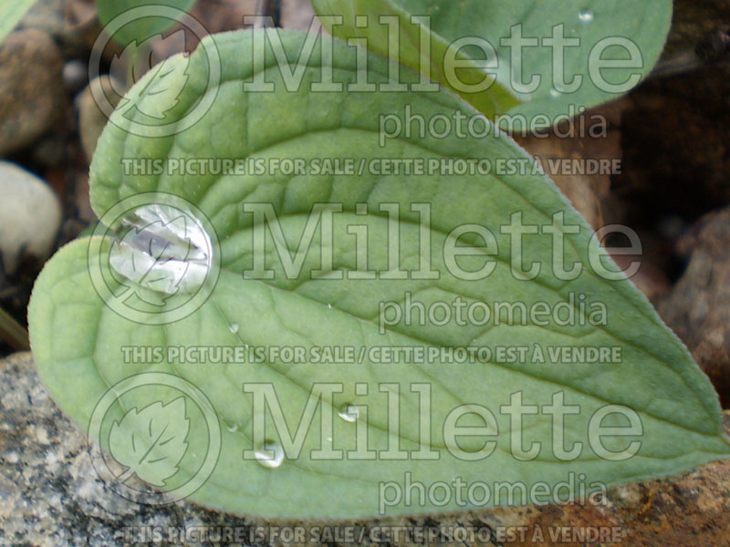 Mertensia sibirica (Bluebell) 1