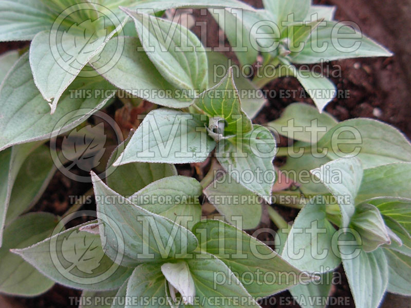 Mertensia sibirica (Bluebell) 2