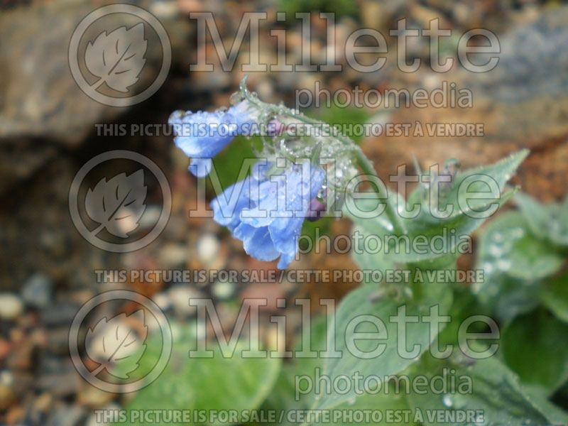 Mertensia sibirica (Bluebell) 3