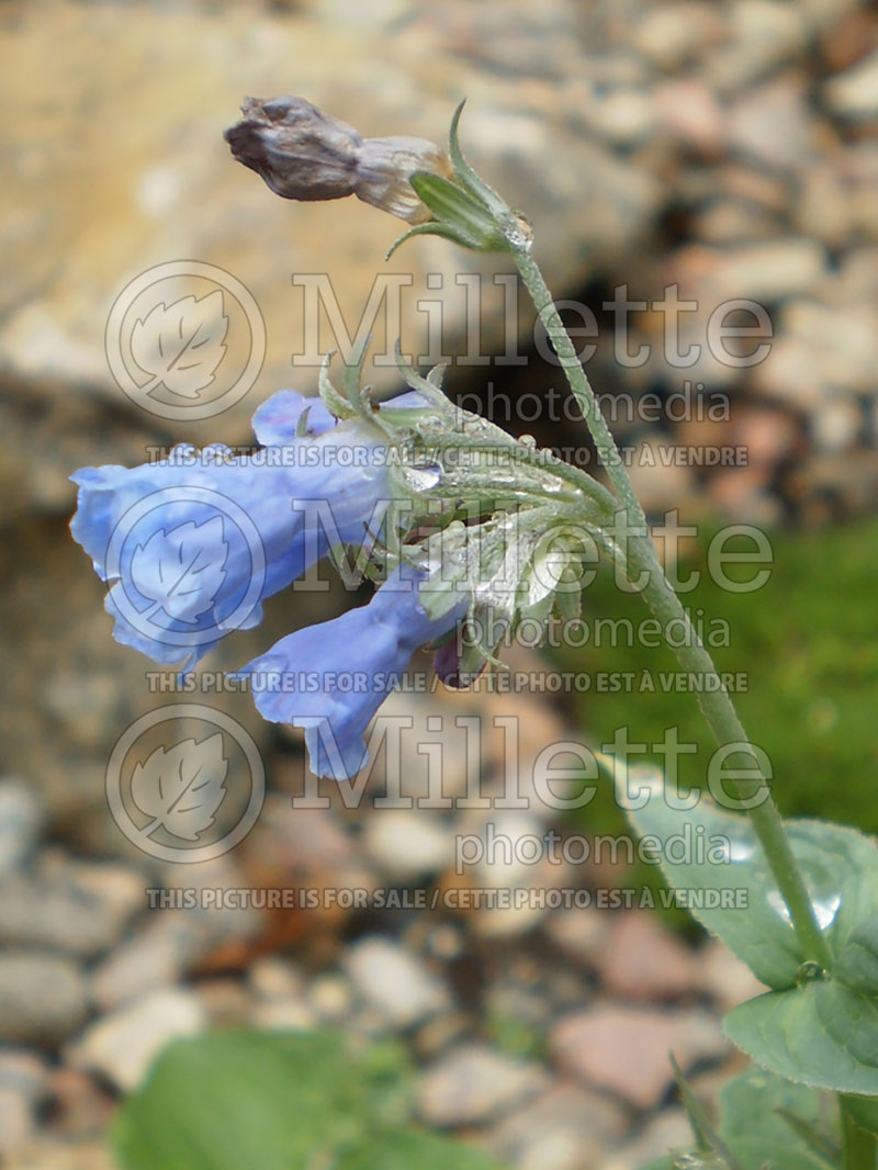 Mertensia sibirica (Bluebell) 4