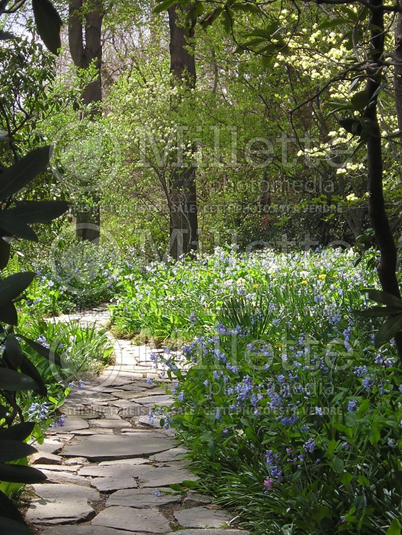 Mertensia virginica (Bluebell) 4