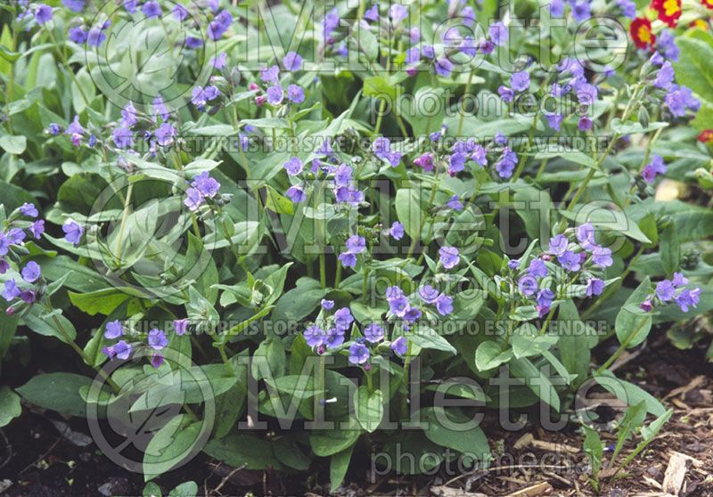 Mertensia virginica (Bluebell) 1