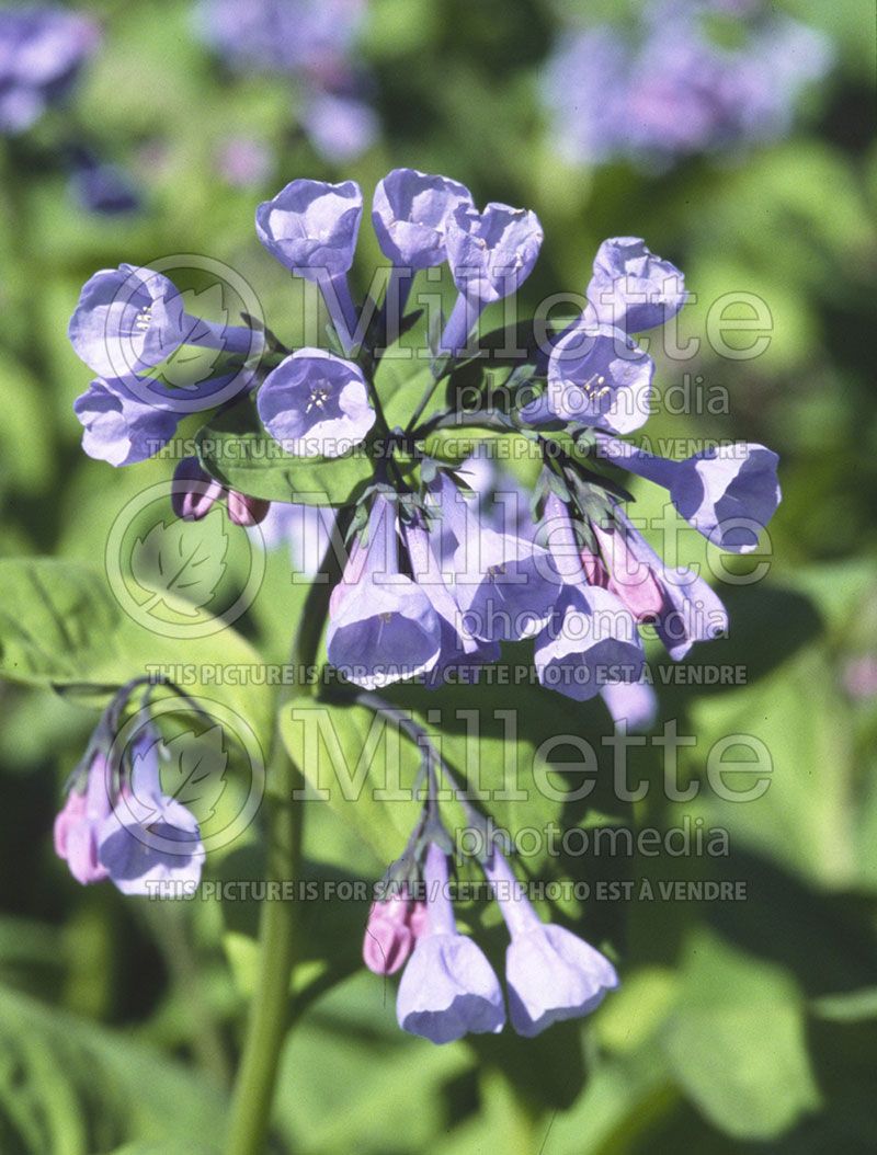 Mertensia virginica (Bluebell) 3