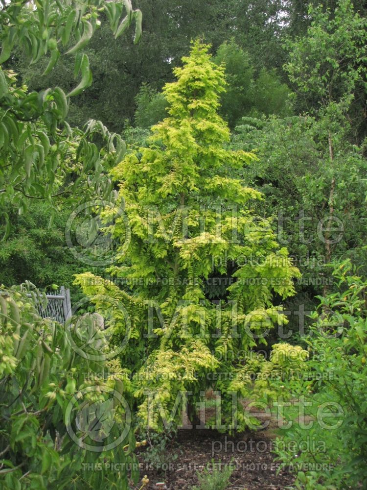 Metasequoia Ogon aka Gold Rush aka Golden Oji (Dawn redwood conifer) 17