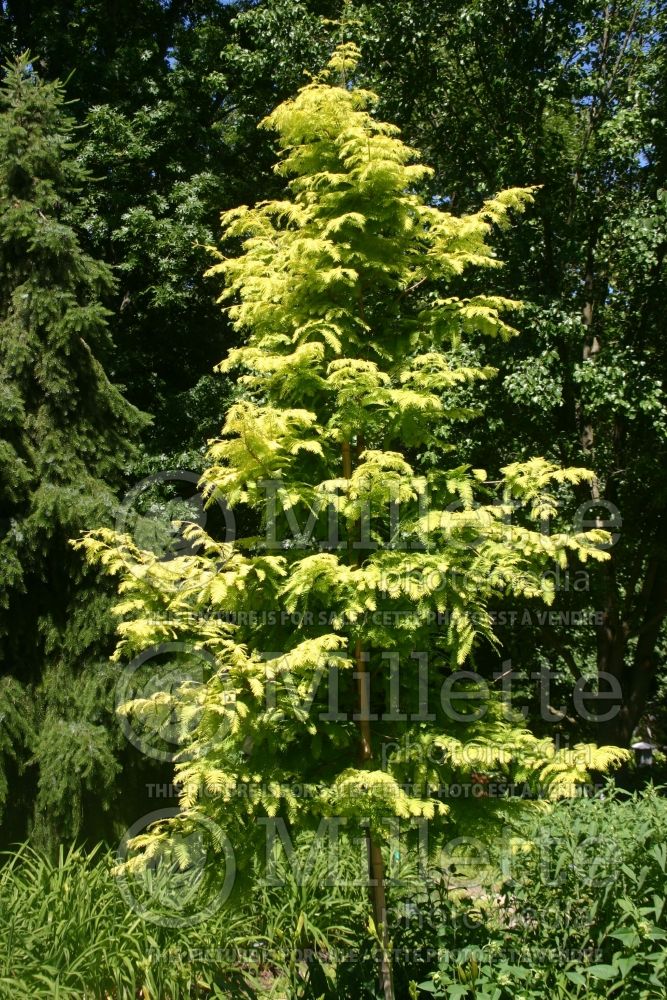 Metasequoia glyptostroboides (Redwood conifer) 3 