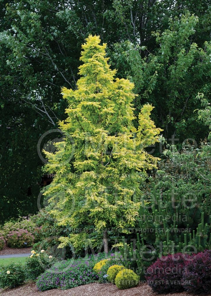 Metasequoia Ogon or Gold Rush or Golden Oji  (Dawn redwood conifer) 7