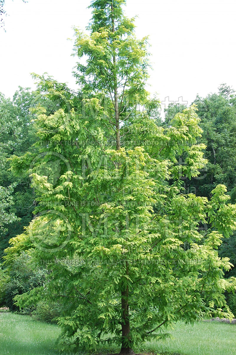 Metasequoia Ogon or Gold Rush or Golden Oji (Dawn redwood conifer) 8