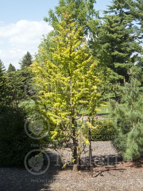 Metasequoia Ogon or Gold Rush or Golden Oji (Dawn redwood conifer) 12