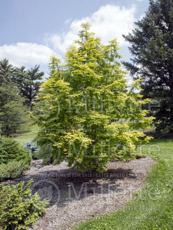 Metasequoia Ogon or Gold Rush or Golden Oji (Dawn redwood conifer) 15