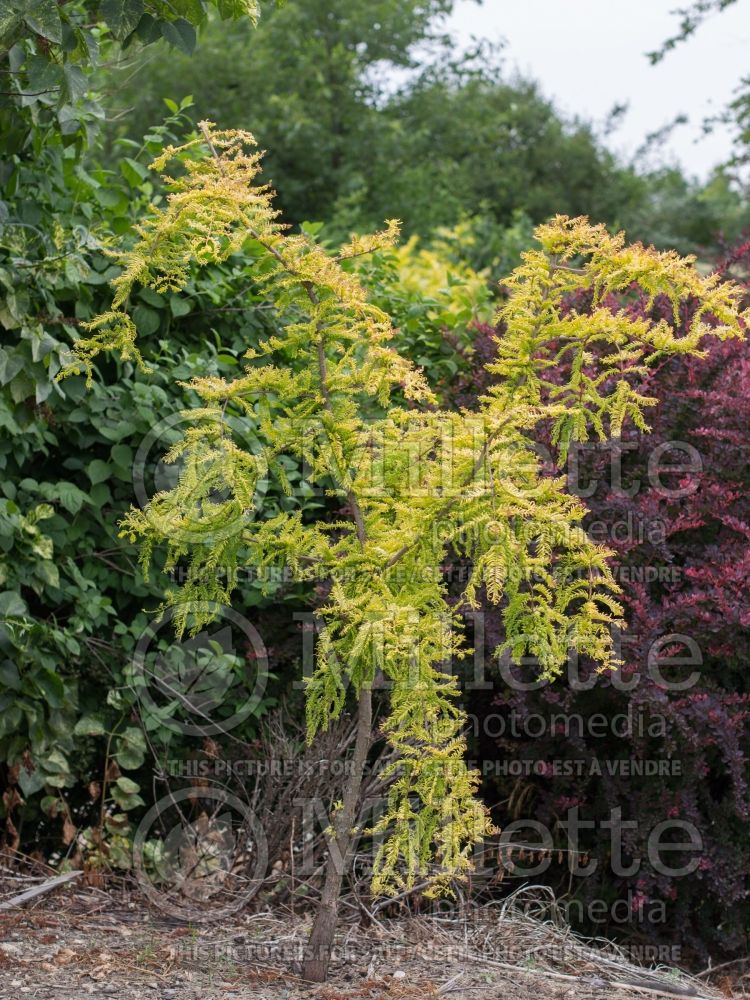 Metasequoia Ogon akaGold Rush aka Golden Oji (Dawn redwood conifer) 16