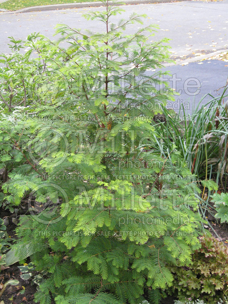 Metasequoia glyptostroboides (Redwood conifer)  1