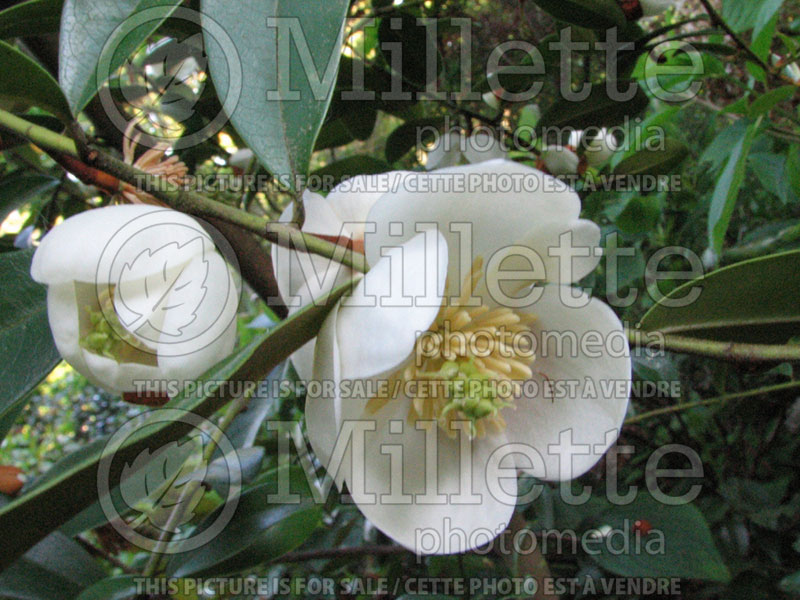 Michelia yunnanensis (Michelia) 1 