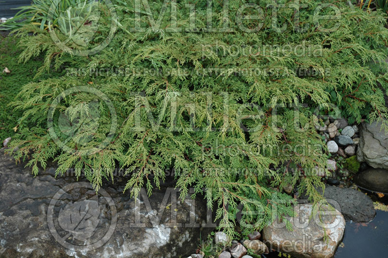 Microbiota decussata (Russian arbor-vitae conifer) 8 