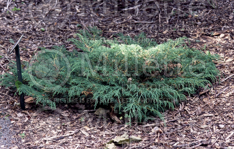 Microbiota decussata (Russian arbor-vitae conifer) 13 