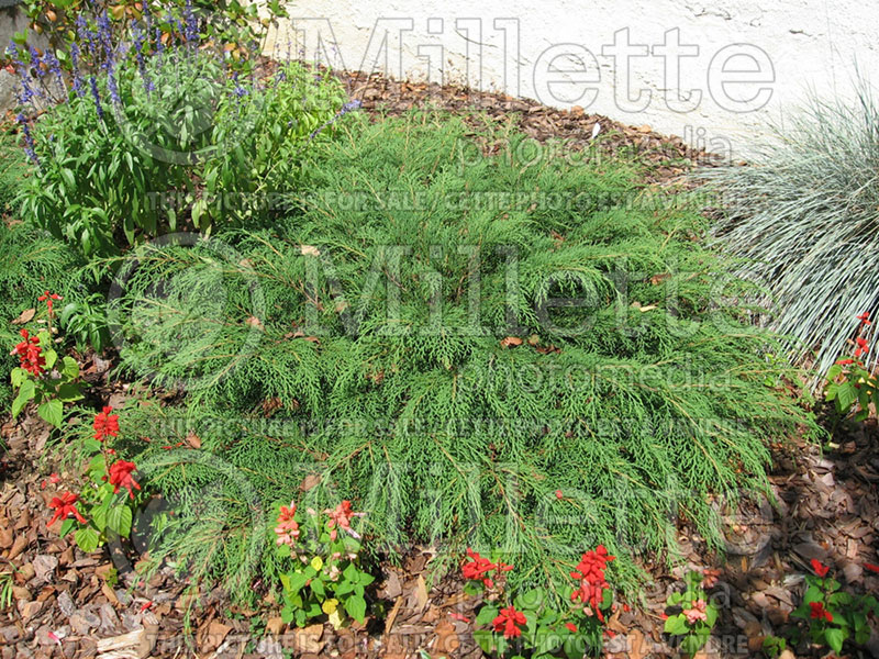 Microbiota decussata (Russian arbor-vitae conifer) 2 