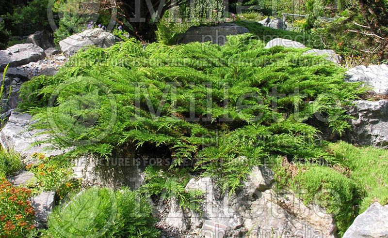 Microbiota decussata (Russian arbor-vitae conifer) 5 